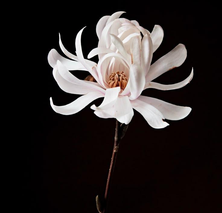 Celestial Whimsy Flower Array