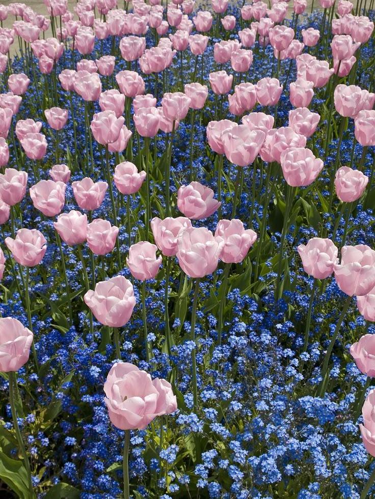 Enchanted Blooms of Serenity